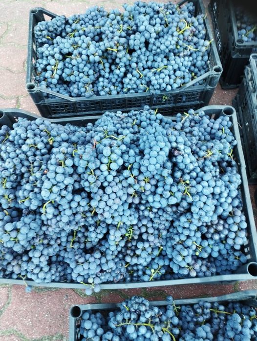 Winogron z własnej działki, winogrona na wino