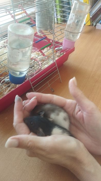 Класнючі крисинята Дамбо
