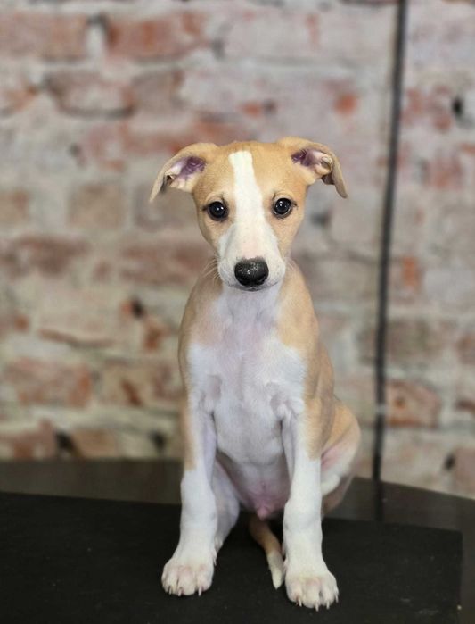 Uroczy samiec rasy whippet z miotu Celebrate