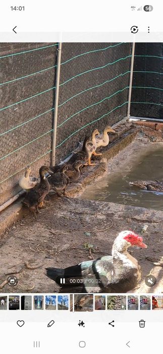 Patos real  jovens
