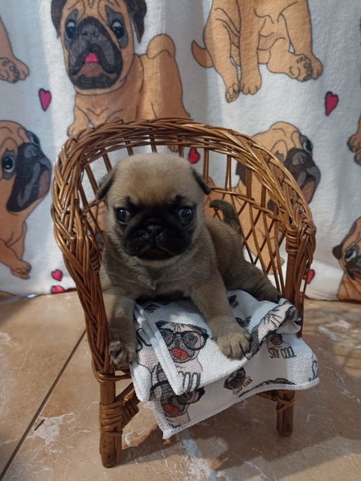 Sprzedam piękną sunie Mopsa