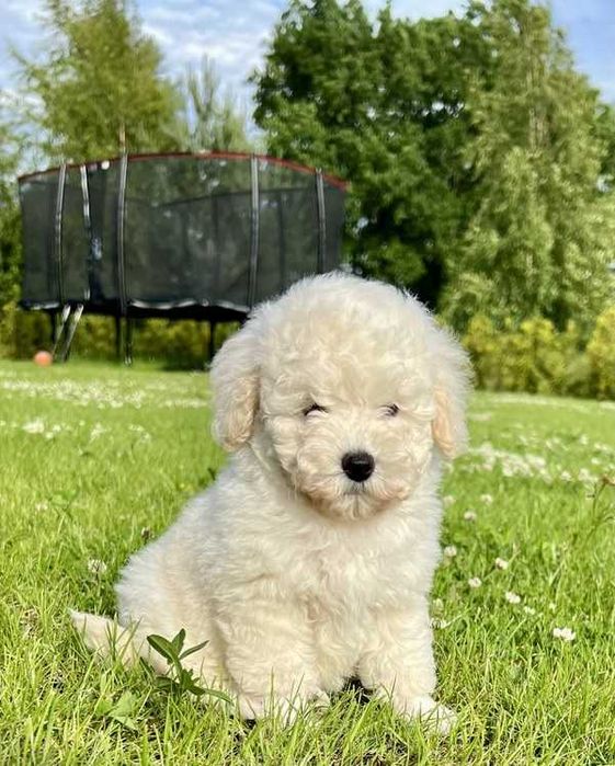 Poodle branco disponível