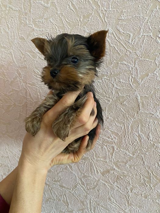 Щенки Йоркширских терьеров. 4500 грн. Каменское (Днепродзержинск)