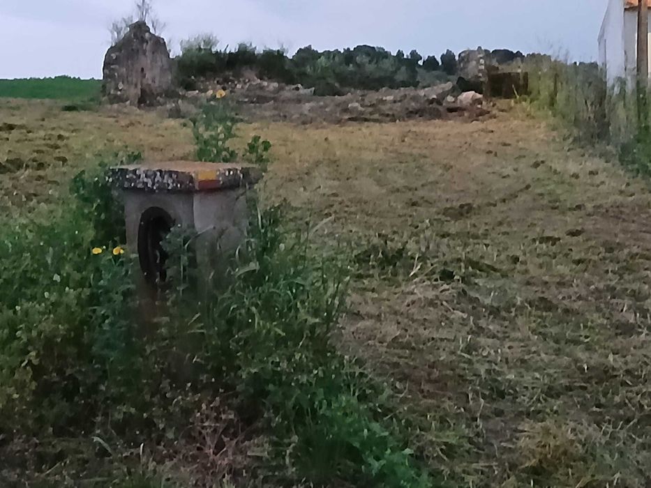 Terreno com olival  tradicional  14000 m2 e possibilidade de construção de  moradia com 140 m2