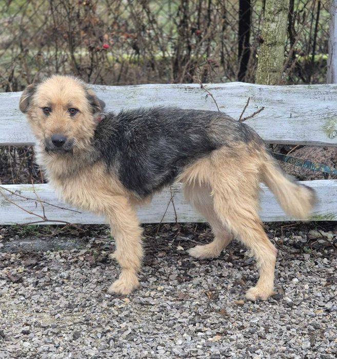 Fraszka czeka na kochający dom