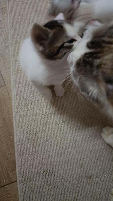 Gatinhos para doação