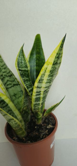 Planta Espada de São Jorge Vaso  11 cm