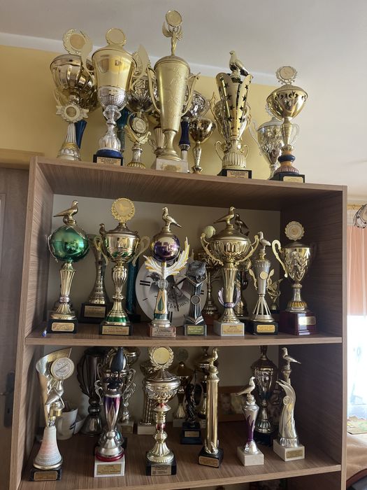 Młode gołębie pocztowe 2024 z mistrzowskiej hodowli