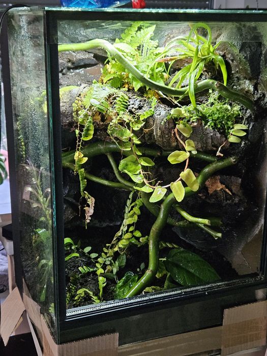 Terrarium tropikalne 40x40x60 gekon orzęsiony