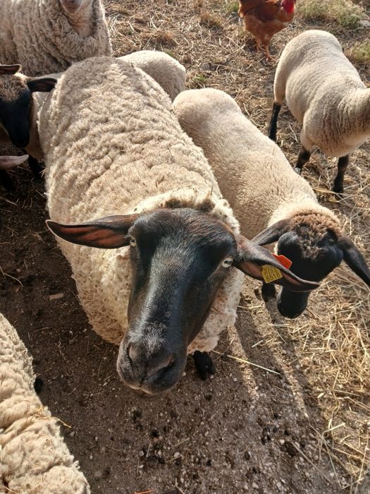 Ovelhas  suffolk