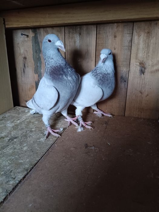 Golebie staropolskie