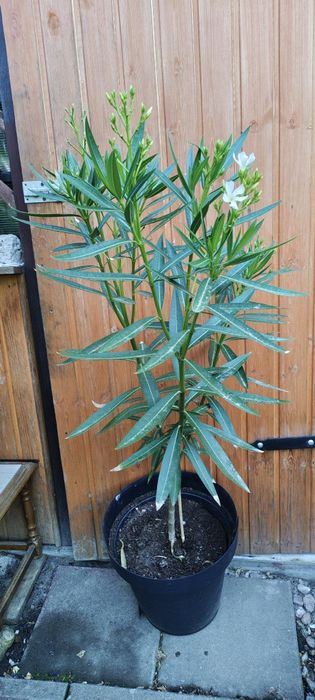 Biały oleander na pniu