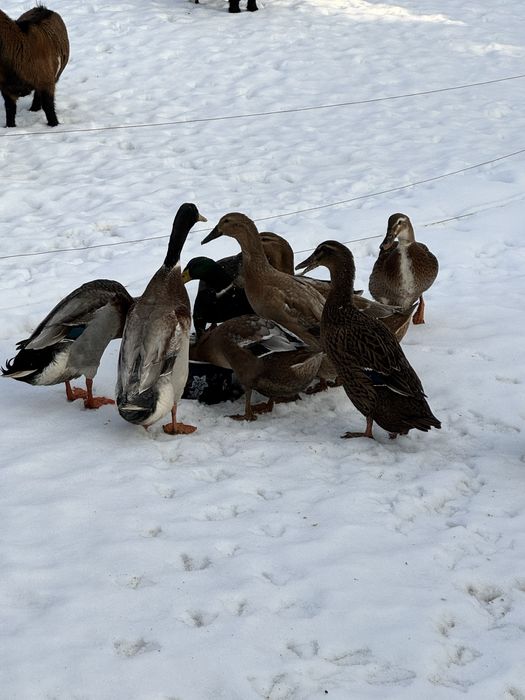 Kaczki biegusy sprzedam