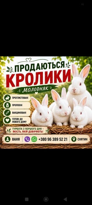 Продам кролів молодняк,вік 2 місяці