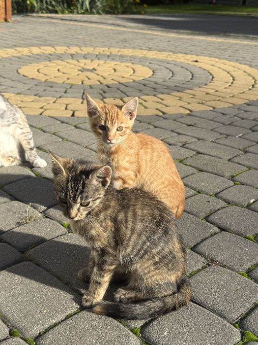 Kotki do adopcji