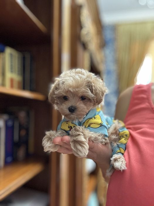 Мальтипу ф1 мини щенок мальчик