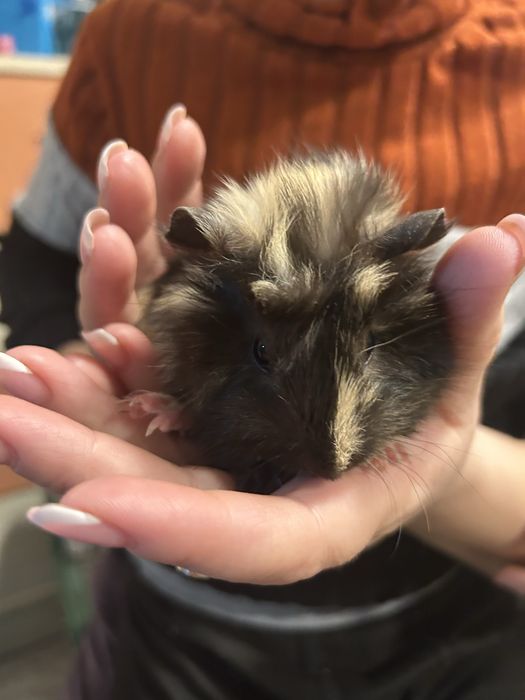 Продам морских свинок в добрые руки!