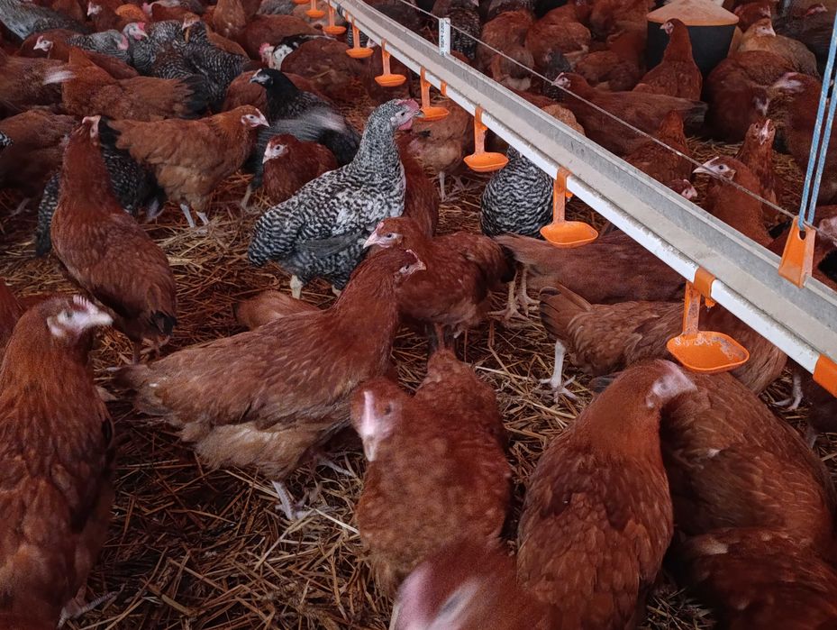 Kury nioski młode Rosa