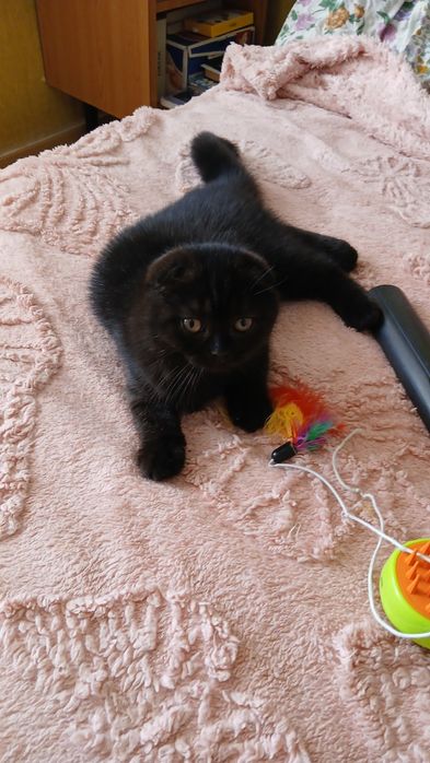 Котёнок скоттиш фолд
