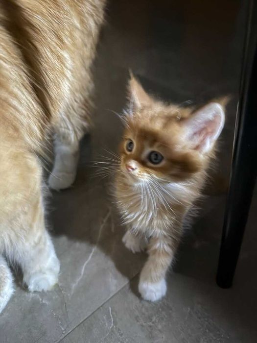 Кошенята Мейн-кун