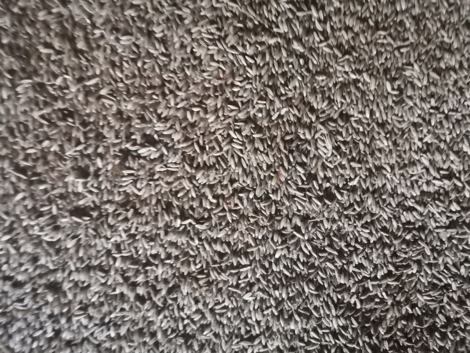 Żyto jare przedwodkowe