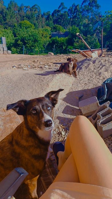 Pet hotel cuido do seu animal