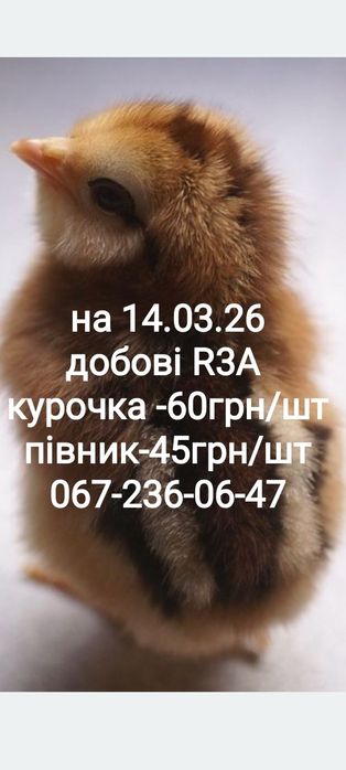 Несучка R3А, гарна несушка, курчата