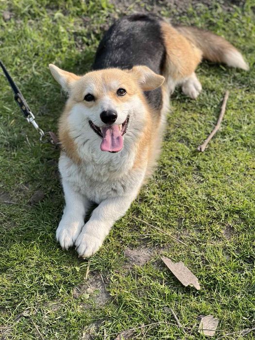 Продам Дівчинку Коргі