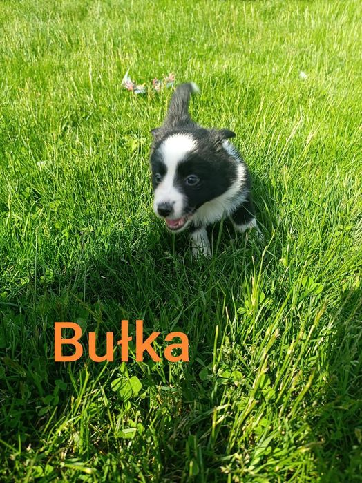 Szczeniaki border collie