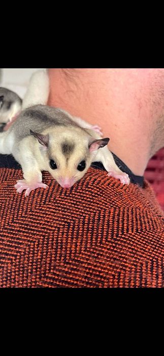 Lotopałanka mozaic sugar glider