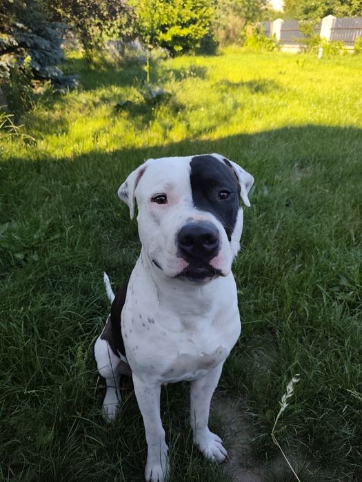 Pies typu Amstaff *Roki*