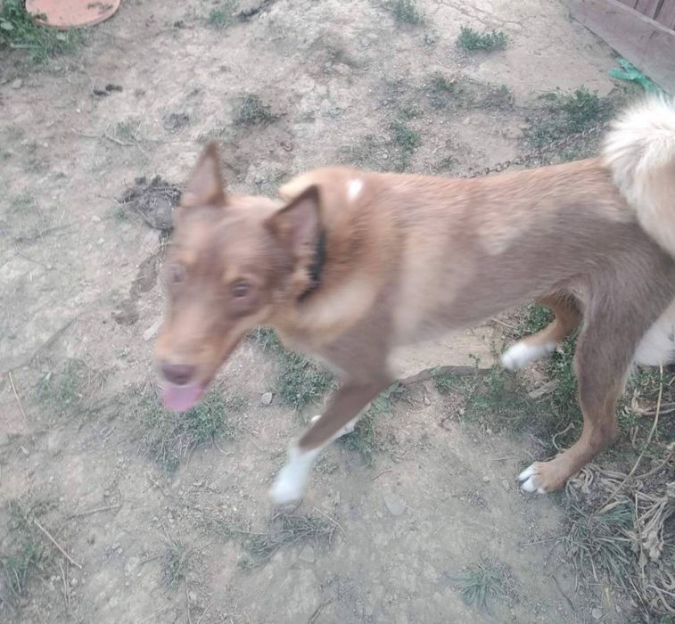 Западно сибірська лайка