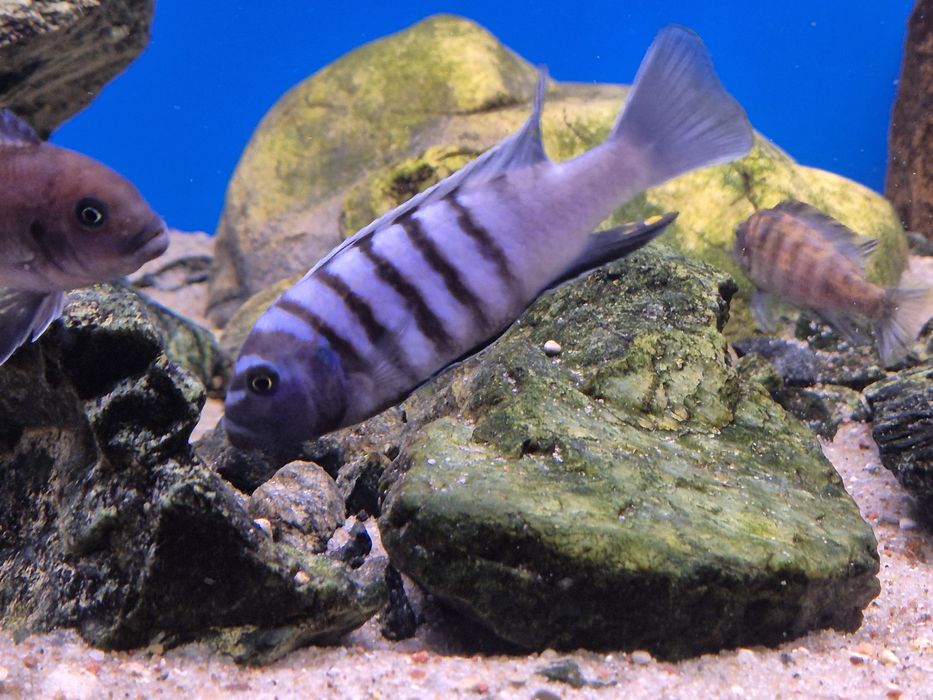Cynotilapia sp. Ndumbi/Pyszczaki Malawi