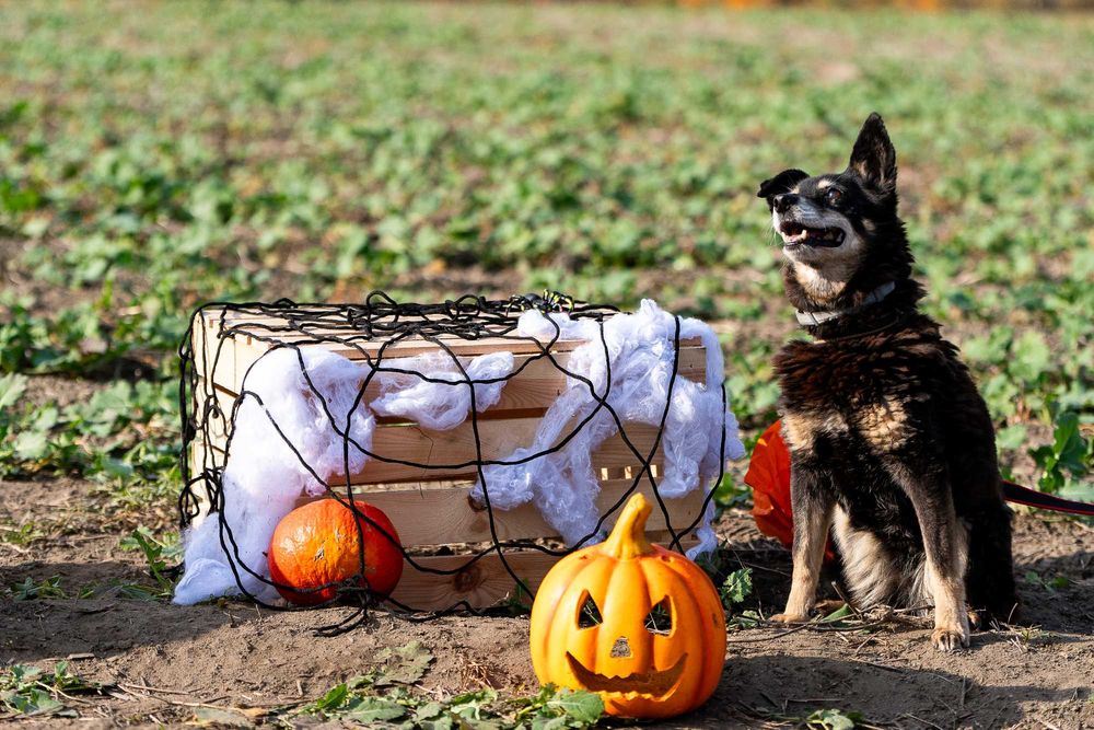 Od 2011 roku czeka na dom w schronisku