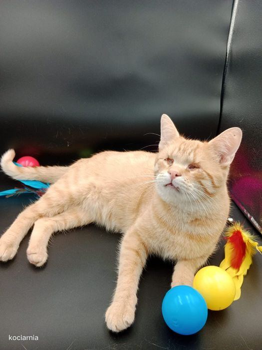 Klakier, kotek bez oczek...