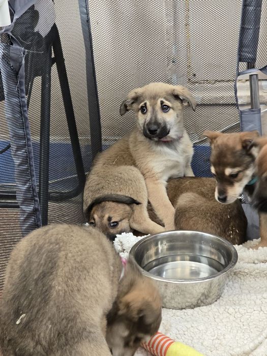 Ручні ніжні цуценята шукають родини