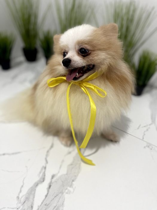 Померанські шпіци  ваш найкращий подарунок року