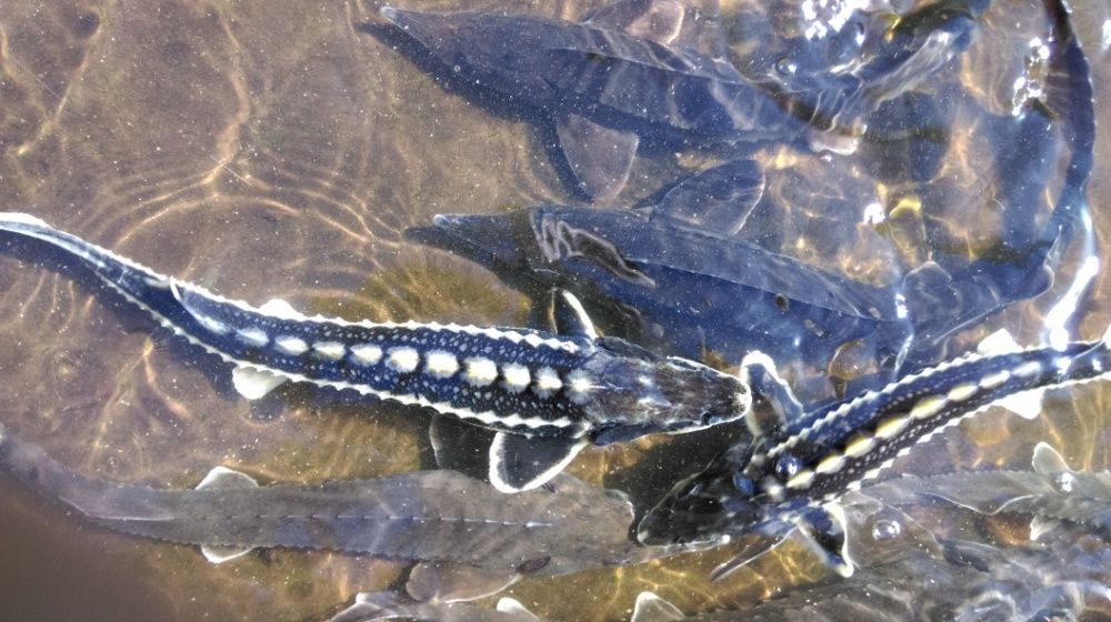 Jesiotr Rosyjski Syberyjski Bester RS Siewruga Sterlet biały Węgorz