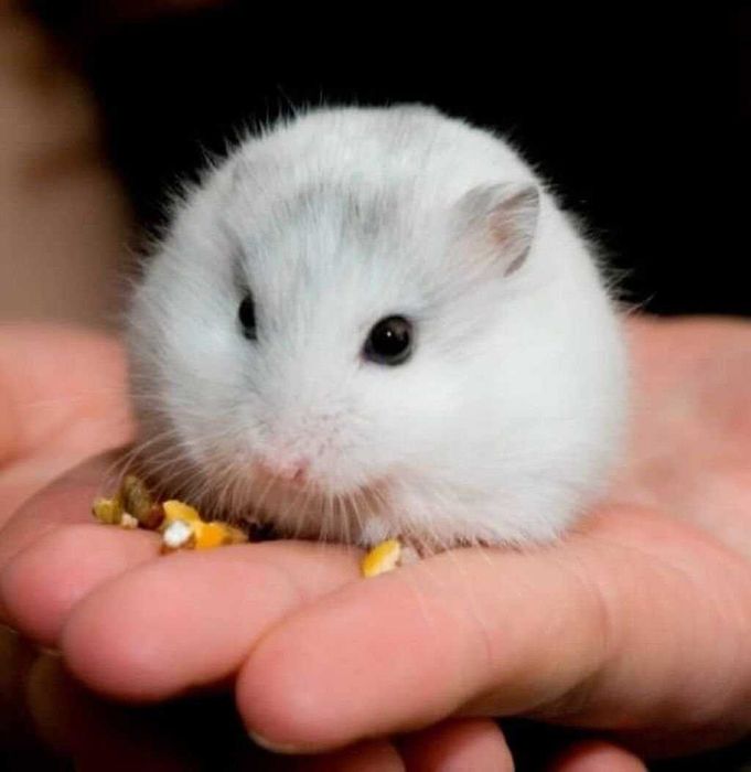 Роскошные джунгарские хомячки, белоснежного окраса, хомячата, хомяки