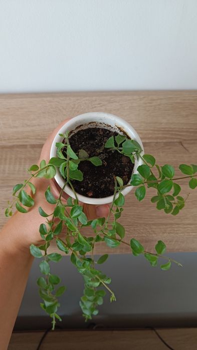 Dischidia okrągłolistna nummularia 35 cm 4 ukorzenione kwiaty