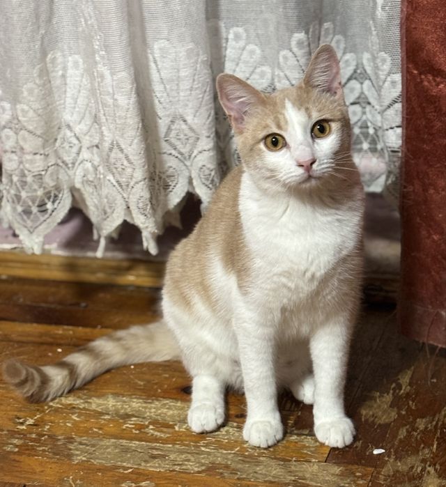 Котик підліток у добрі руки