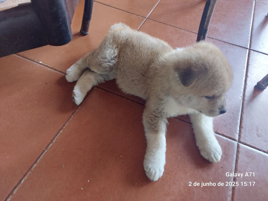 Akita inu japonês femea