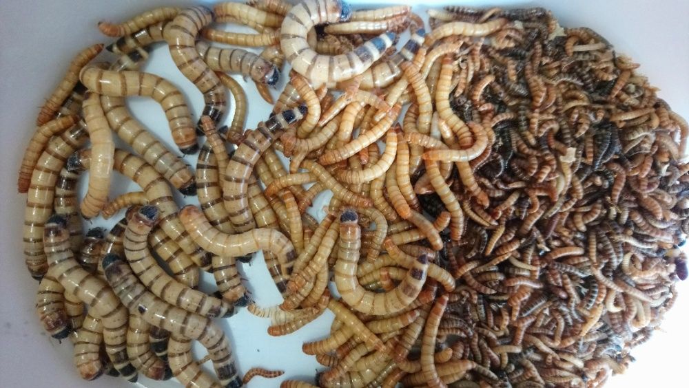 Tenébrio molitor / bicho trela / larva da farinha - Alimento vivo