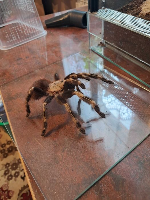 Pająk +terrarium  Nhandu chromatus samica 5,5/6dc