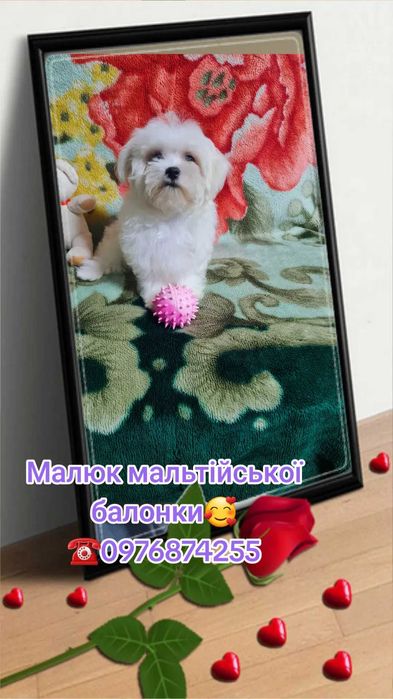 Суперовий хлопчик .Мальтезе