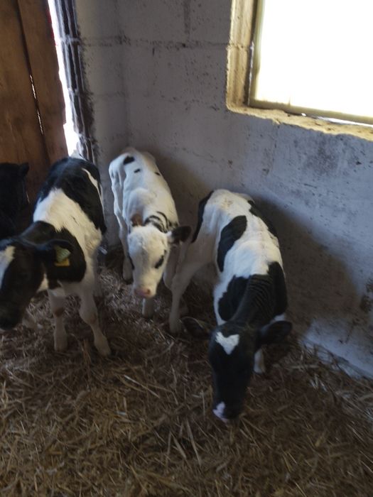 Sprzedam cielaki byczki