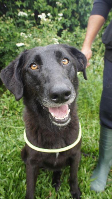 Kyara - cadela jovem para adocao