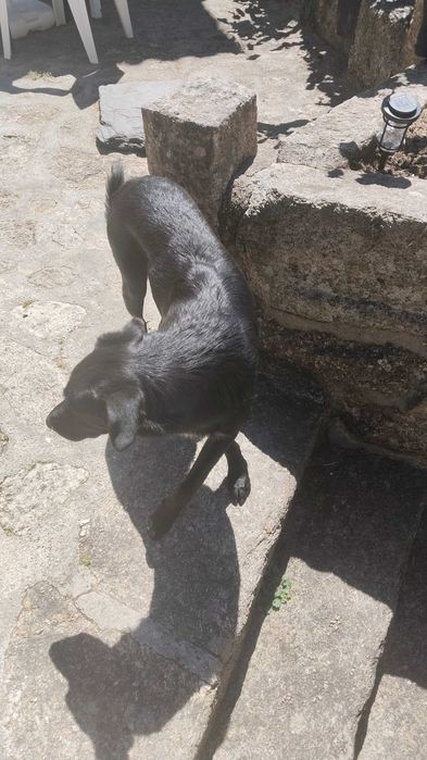 Sou o Zeus procuro uma família nova