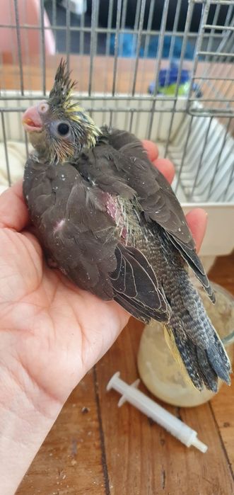 Caturras bébés a comer à seringa