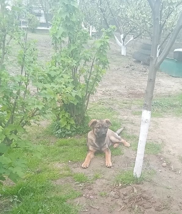 Дівчинка 11,місяців. КАСТРОВАНА!!!